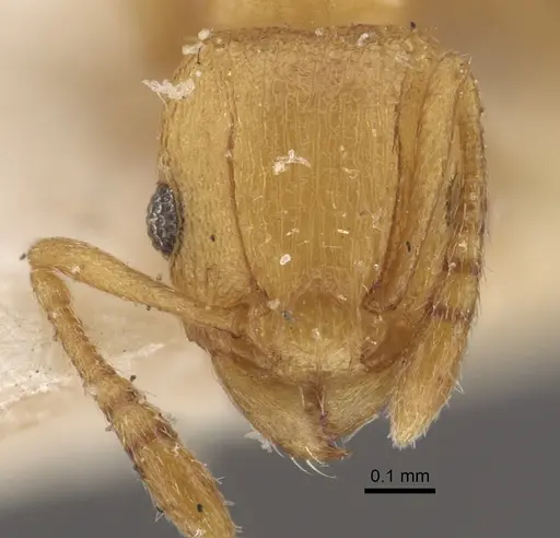 Tetramorium simillimum specimen CASENT0917835 image casent0917835_2