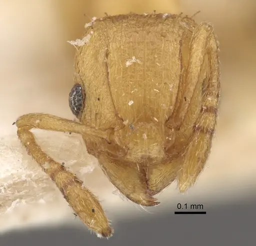 Tetramorium simillimum specimen CASENT0917835 image casent0917835_3