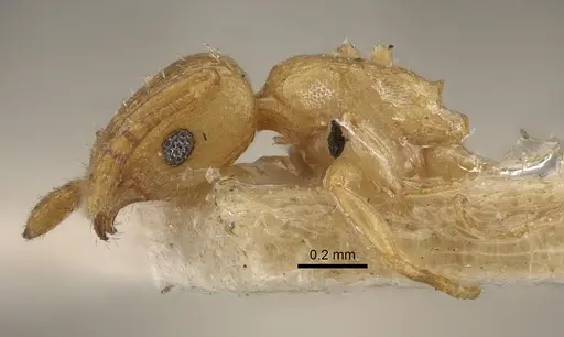 Tetramorium simillimum specimen CASENT0917835 image casent0917835_4
