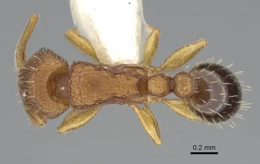Tetramorium simillimum specimen CASENT0919927 image casent0919927_1