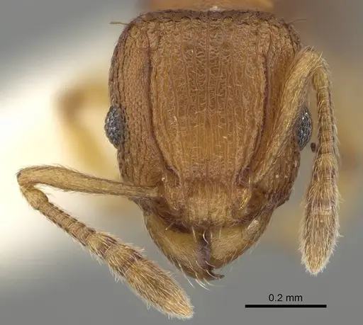 Tetramorium simillimum specimen CASENT0919927 image casent0919927_2