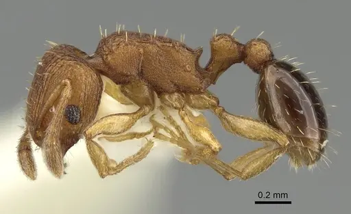 Tetramorium simillimum specimen CASENT0919927 image casent0919927_3
