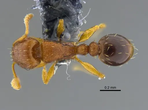 Tetramorium simillimum specimen CBUMAGENT41958 image cbumagent41958_1