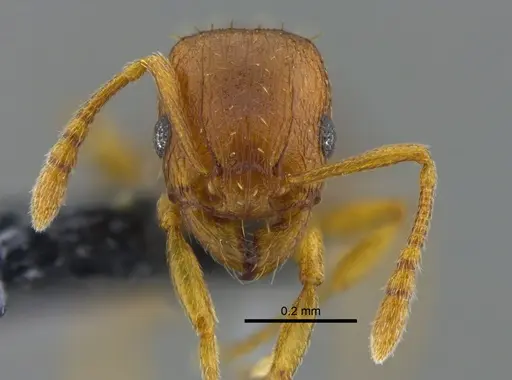 Tetramorium simillimum specimen CBUMAGENT41958 image cbumagent41958_2