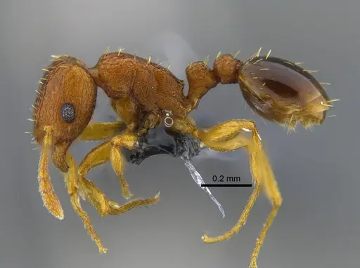 Tetramorium simillimum specimen CBUMAGENT41958 image cbumagent41958_3