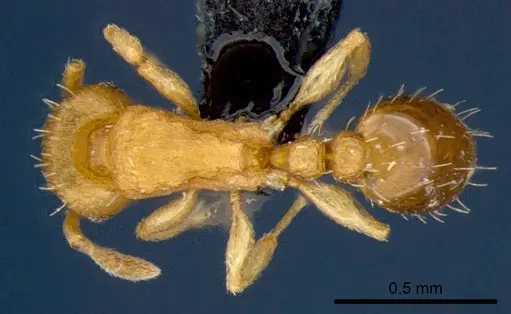 Tetramorium simillimum specimen CSIRONC0062 image csironc0062_1