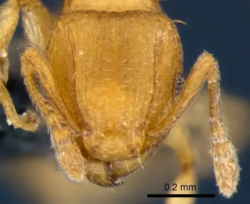 Tetramorium simillimum specimen CSIRONC0062 image csironc0062_2
