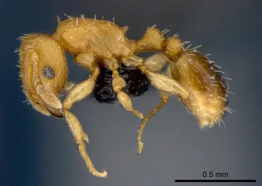 Tetramorium simillimum specimen CSIRONC0062 image csironc0062_3