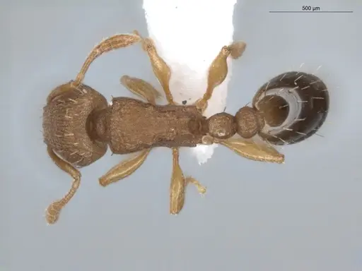 Tetramorium simillimum specimen ECOFOG-BUG-0355-08 image ecofog-bug-0355-08_1