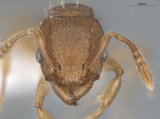Tetramorium simillimum specimen ECOFOG-BUG-0355-08 image ecofog-bug-0355-08_2
