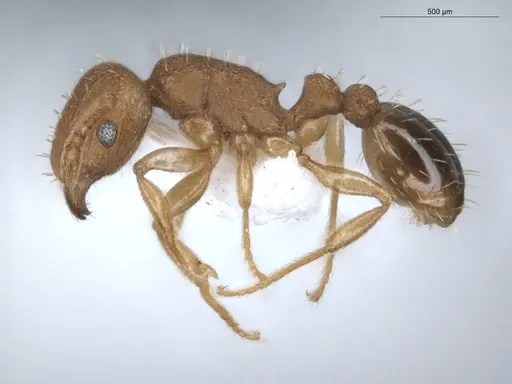 Tetramorium simillimum specimen ECOFOG-BUG-0355-08 image ecofog-bug-0355-08_3