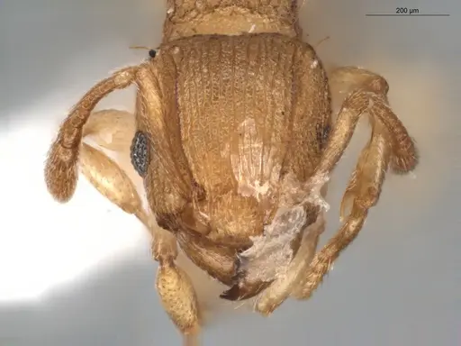 Tetramorium simillimum specimen ECOFOG-BUG-0476-05 image ecofog-bug-0476-05_2