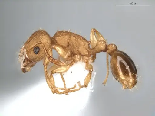 Tetramorium simillimum specimen ECOFOG-BUG-0476-05 image ecofog-bug-0476-05_3