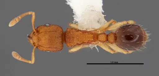 Tetramorium simillimum specimen FMNHINS0000088656 image fmnhins0000088656_1