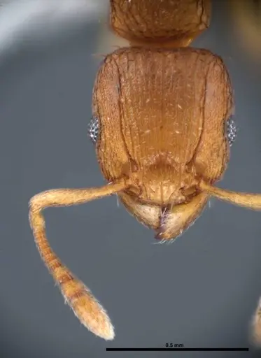 Tetramorium simillimum specimen FMNHINS0000088656 image fmnhins0000088656_2