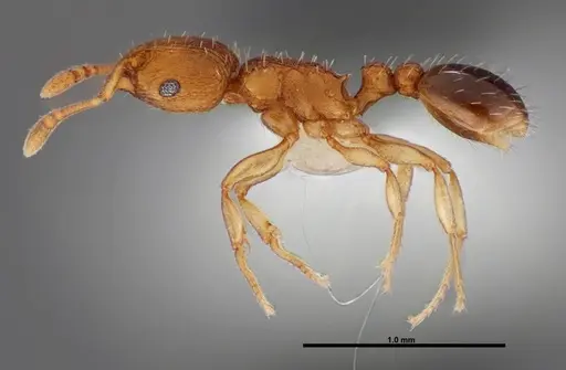 Tetramorium simillimum specimen FMNHINS0000088656 image fmnhins0000088656_3