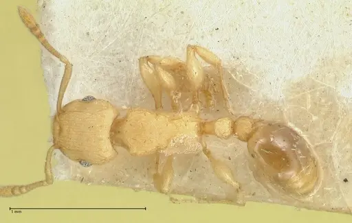 Tetramorium simillimum specimen FOCOL2100 image focol2100_1