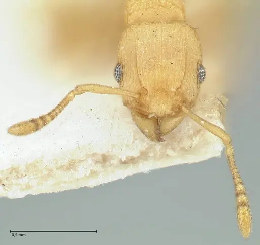 Tetramorium simillimum specimen FOCOL2100 image focol2100_2