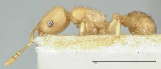 Tetramorium simillimum specimen FOCOL2100 image focol2100_3