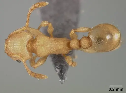 Tetramorium simillimum specimen USNMENT01124292 image usnment01124292_1