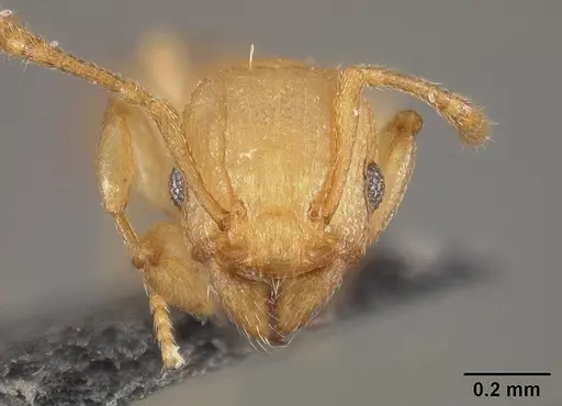 Tetramorium simillimum specimen USNMENT01124292 image usnment01124292_2