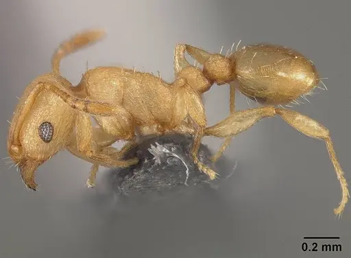 Tetramorium simillimum specimen USNMENT01124292 image usnment01124292_3