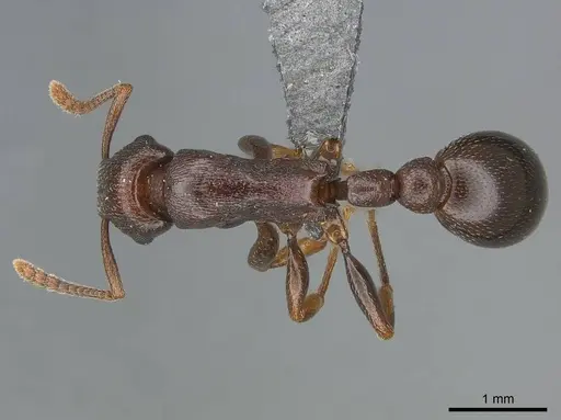 Tetramorium simulator specimen CASENT0250958 image casent0250958_1