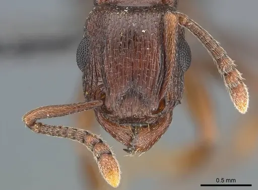 Tetramorium simulator specimen CASENT0250958 image casent0250958_2