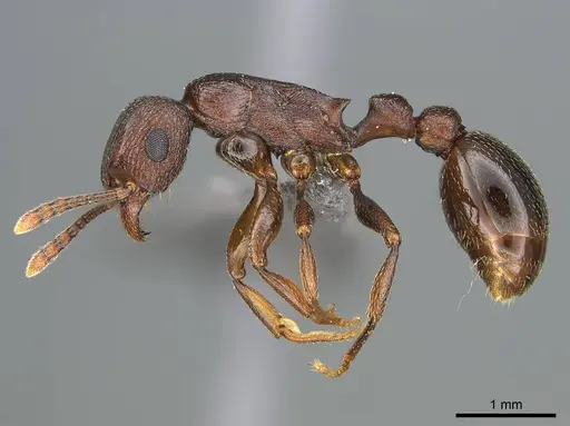 Tetramorium simulator specimen CASENT0250958 image casent0250958_3