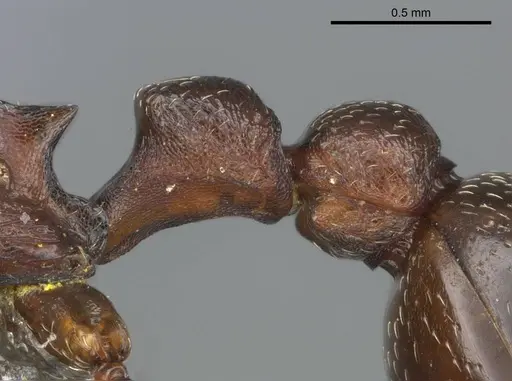 Tetramorium simulator specimen CASENT0250958 image casent0250958_4