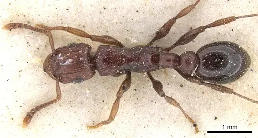 Tetramorium simulator specimen CASENT0901228 image casent0901228_1