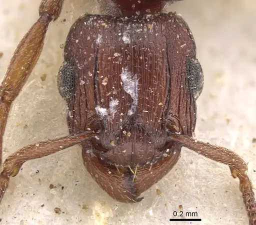 Tetramorium simulator specimen CASENT0901228 image casent0901228_2