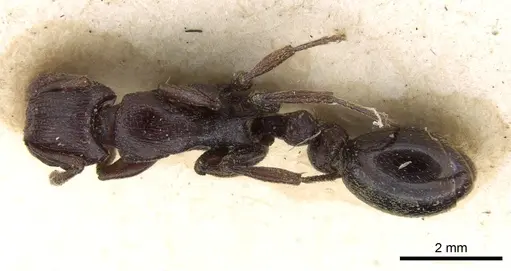 Tetramorium simulator specimen CASENT0906127 image casent0906127_1