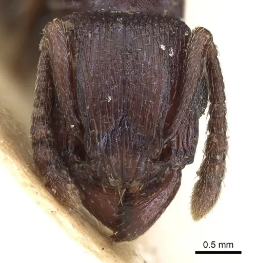 Tetramorium simulator specimen CASENT0906127 image casent0906127_2