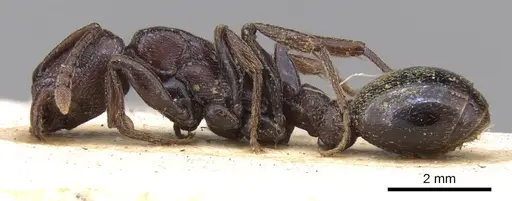 Tetramorium simulator specimen CASENT0906127 image casent0906127_3
