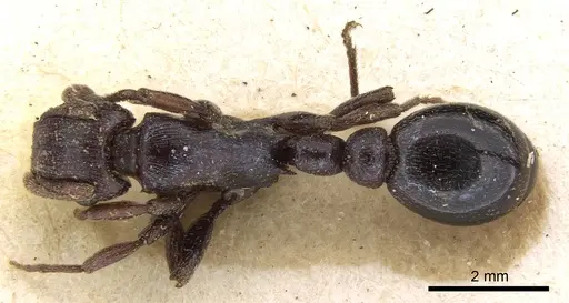 Tetramorium simulator specimen CASENT0906128 image casent0906128_1