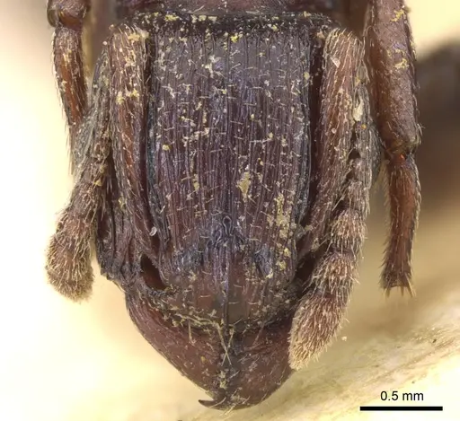 Tetramorium simulator specimen CASENT0906128 image casent0906128_2