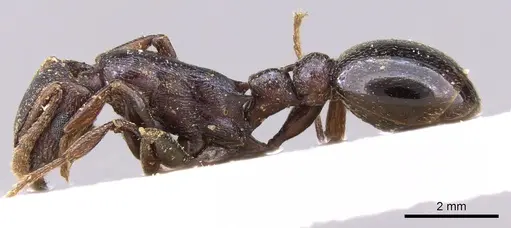 Tetramorium simulator specimen CASENT0906128 image casent0906128_3