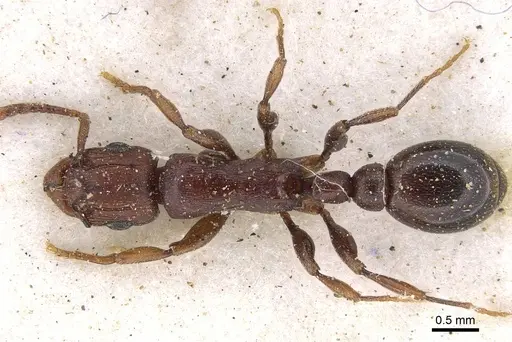 Tetramorium simulator specimen CASENT0914089 image casent0914089_1