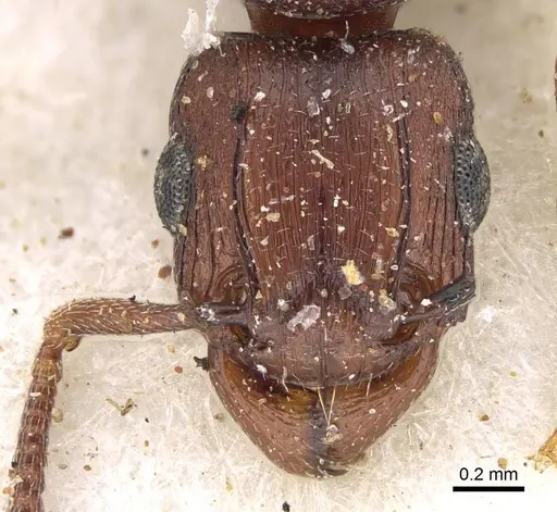 Tetramorium simulator specimen CASENT0914089 image casent0914089_2