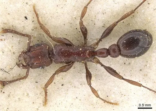 Tetramorium simulator specimen CASENT0914090 image casent0914090_1