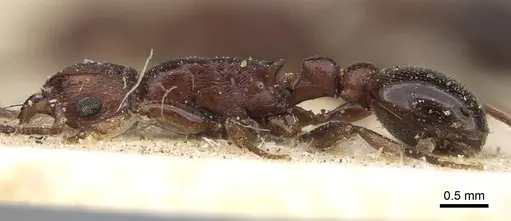 Tetramorium simulator specimen CASENT0914090 image casent0914090_3