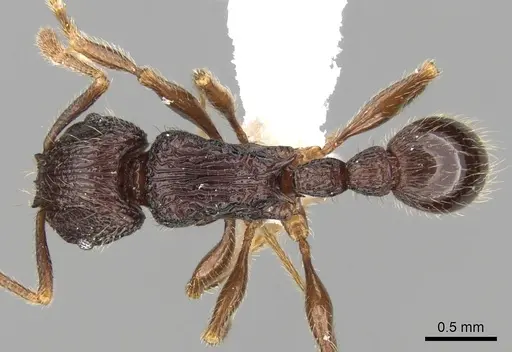 Tetramorium singletonae specimen CASENT0247161 image casent0247161_1