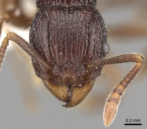 Tetramorium singletonae specimen CASENT0247161 image casent0247161_2