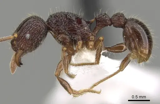 Tetramorium singletonae specimen CASENT0247161 image casent0247161_3
