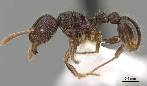 Tetramorium singletonae specimen CASENT0247161 image casent0247161_4