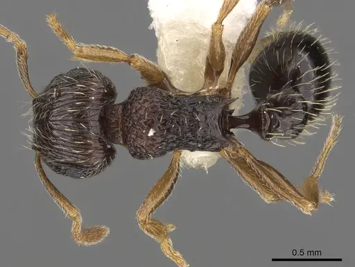 Tetramorium sitefrum specimen CASENT0901119 image casent0901119_1