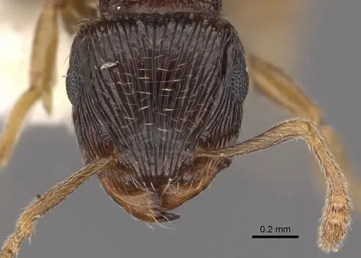 Tetramorium sitefrum specimen CASENT0901119 image casent0901119_2