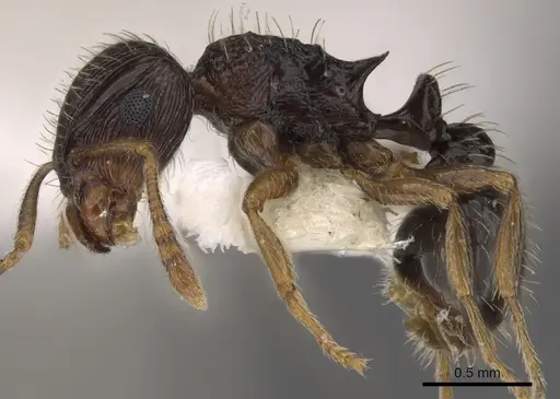 Tetramorium sitefrum specimen CASENT0901119 image casent0901119_3