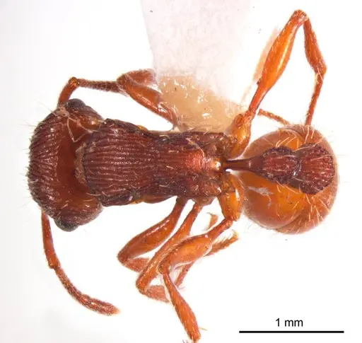 Tetramorium sjostedti specimen ANTWEB1008723 image antweb1008723_1
